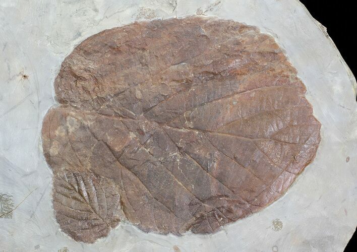 Two Paleocene Fossil Leaves (Beringiaphyllum & Davidia) - Montana #71503
